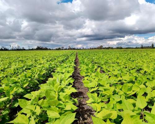330 Hectáreas, las Varas, Salta