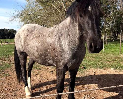 Caballo Criollo Inscripto SRA
