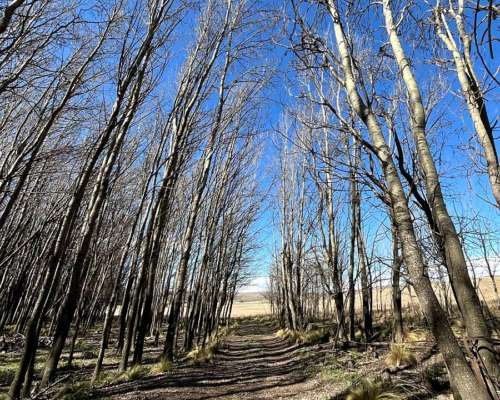 Campo Ganadero a 16 km de la Carolina