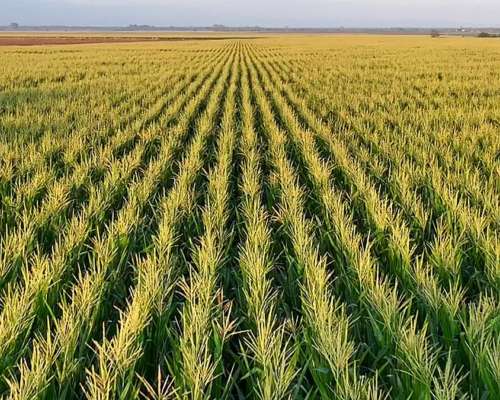 Córdoba Toledo 40 Has Agrícolas Excelentes