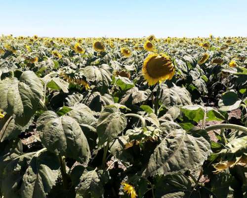 330ha Agrícolas en la Pampa