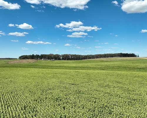 851 Has. Campo Agrícola en Tandil