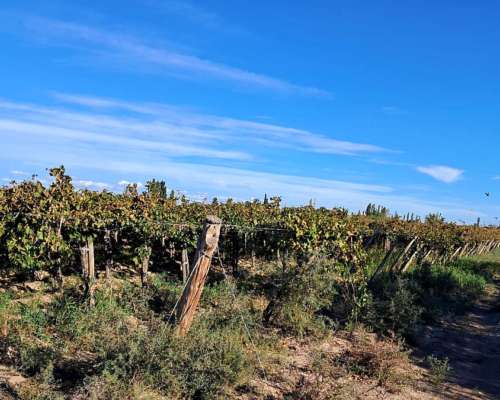 Vendo o Alquilo Finca en Santa Lucía, San Juan