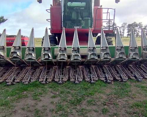 Maicero Maizco 13 a 52 Años 2007