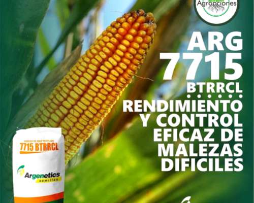 Semilla de Maiz ARG 7715 BT RR CL - Argenetics