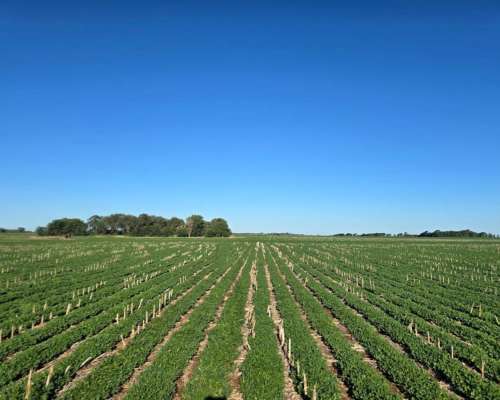 Cordoba – Venta muy Buen Campo Agricola 440 Ha Pampa Arenosa