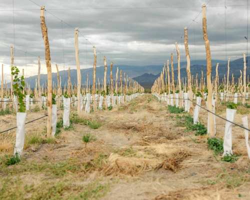 Pcia. de Salta - San Carlos 315 Ha