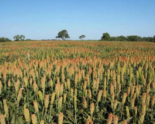 Campo en Venta, 519 Has. Bandera - Santiago del Estero.