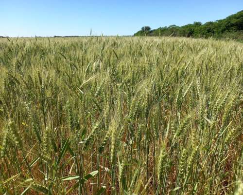 Agrícola Suelo 1 Rafaela