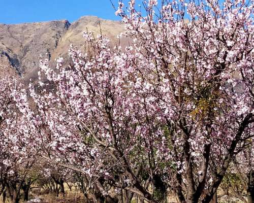 Campo con Almendros y Nogales