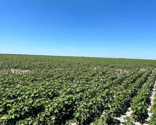 Banderas Santiago del Estero 430 Has Agricolas - Financia
