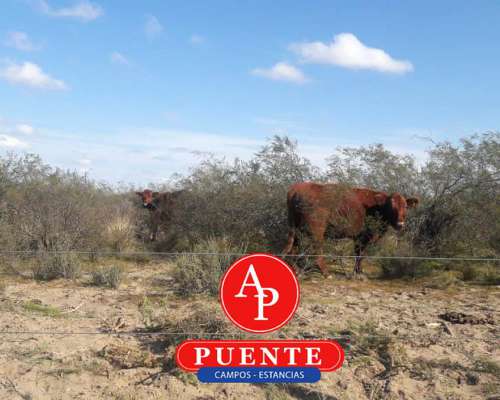 En Venta 30.000 HA. Algarrobo del Águila, la Pampa