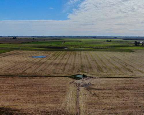 1.050 Has - Veinticinco de Mayo - BS. AS. - Mixto - Venta