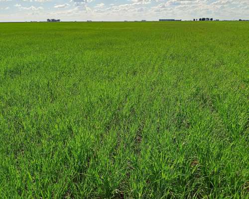 Campo en Daireaux - Buenos Aires