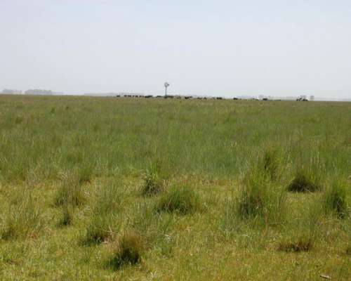 Campo en Venta Ganadero 865 Has Benito Juárez