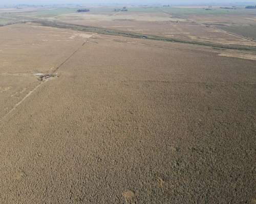Campo en Venta de 217 Has en Rosario. Agricola