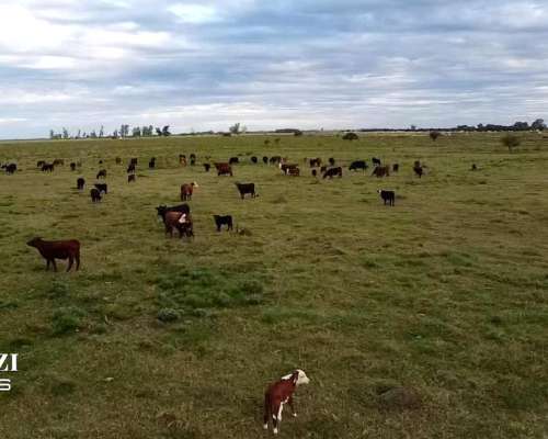 Venta 107 Has en Casalegno (santa FE)
