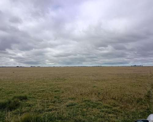 302 HA, Ganadero, Chascomus