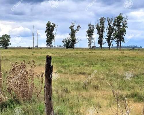 Campo en Venta 441 Has en General Villegas, Bs.as, Mixtas.