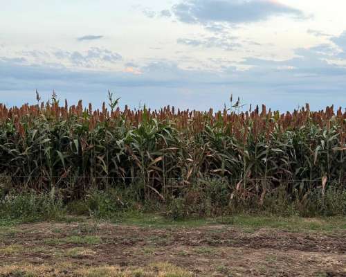 Dispongo de Campo para Capitalizar Hacienda en Ceres,sta FE