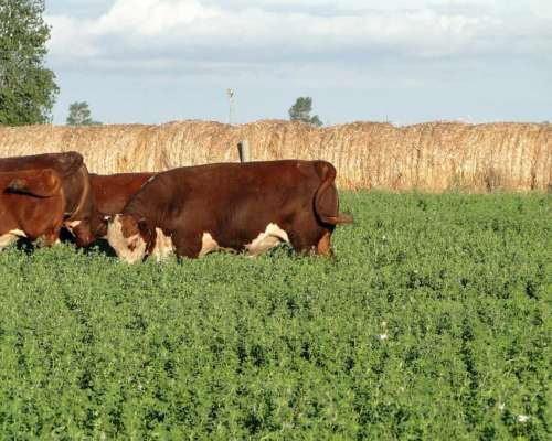 Toro Hereford Puro de Pedrigue