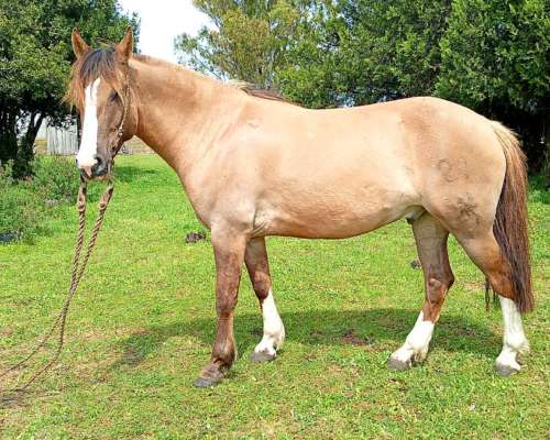 Caballo de Trabajo Criollo