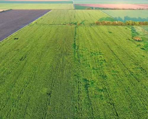 Córdoba Toledo 40 Has Agrícolas Excelentes