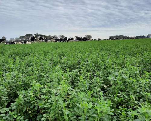 Alfalfas WL 922 Hvx.rr