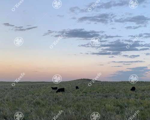 Campo en Venta 28000 Has, Gral Alvear, Mendoza
