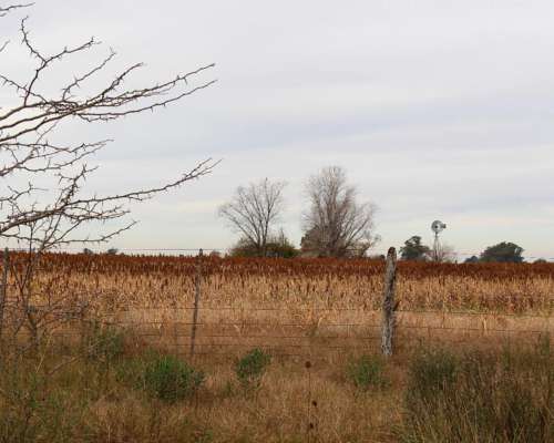 Campo Agrícola-ganadero en Marcos PAZ