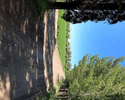 Vendo 71 Hcts, Alfalfa. con Maquinaria Completa Incluida