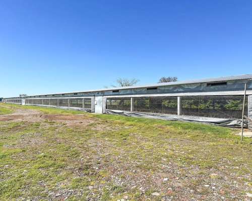 Granja Avícola de Engorde / Financiación, Permuta.