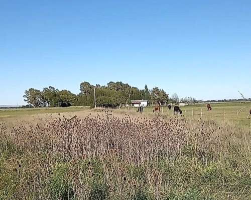 Venta 13 Has Coronel Pringles