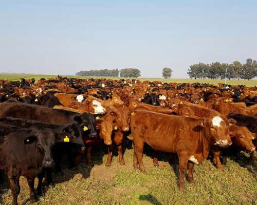 Venta Campo Ganadero - Zona Gobernador Dupuy - San Luis