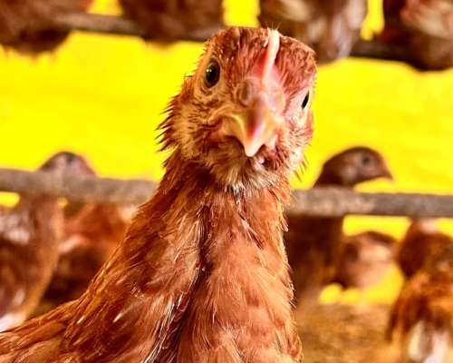 Gallinas Ponedoras Lohmann Brown. Edad de ENTREGA:16 Semana