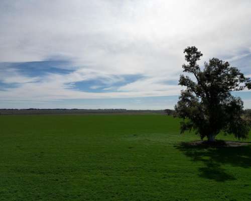 100ha. Rafael Obligado. Mixto.