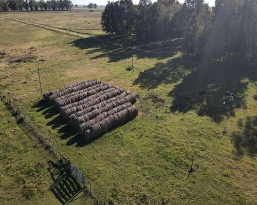 Campo en Venta de 110 Has en Mercedes. Ganadero