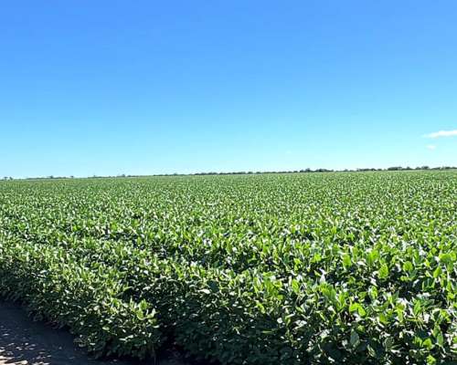 Vendo Campo en Zona Quimili