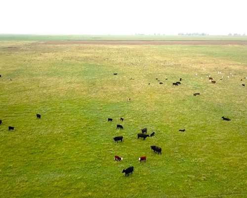 1166 Ha Mixtas Carlos Tejedor, BS. AS. Transf. Paq. Accion.