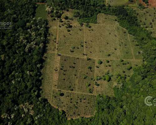 Se Vende Chacra con Yerba en Colonia Naranjito Misiones 31 H