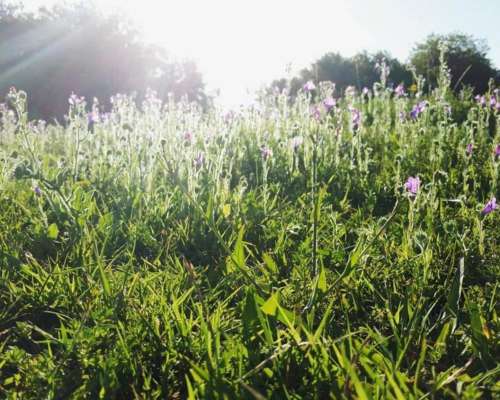 Las Flores, Buenos Aires - 44 Ha