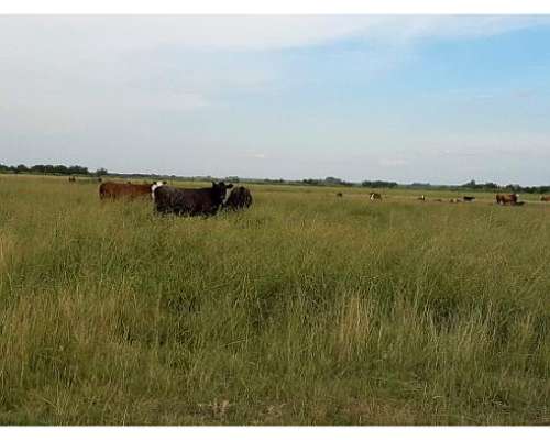 Campo Ganadero Armado, Chaco