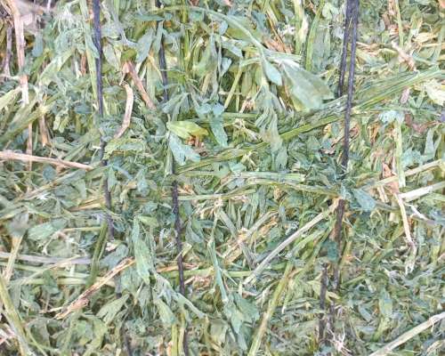 Rollos de Alfalfa de Primera