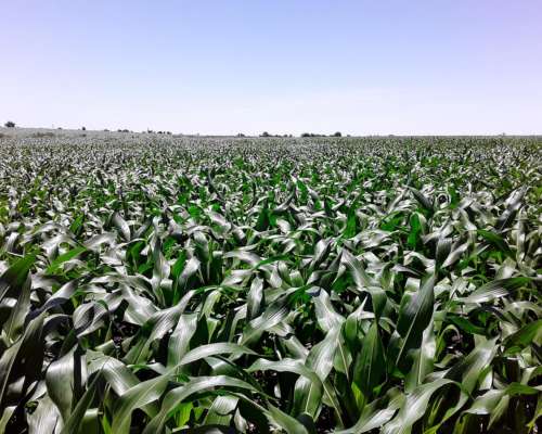 Campo Agricola 196 Hectáreas Entre Rios