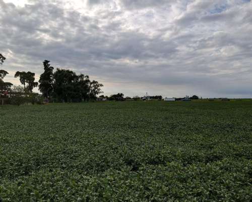 6 Ha Agricolas en Centeno. Suelo Clase 2. Ingreso por RN 34.