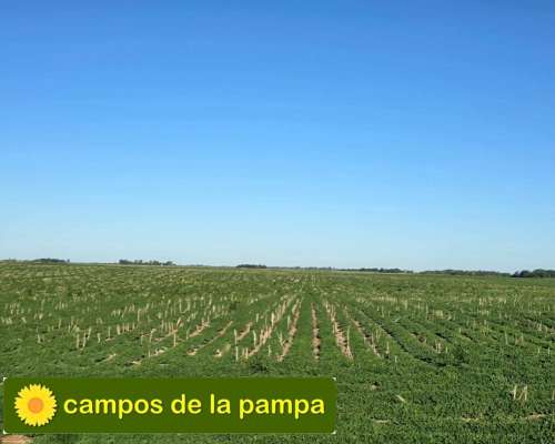Cordoba – Venta muy Buen Campo Agricola 440 Ha Pampa Arenosa
