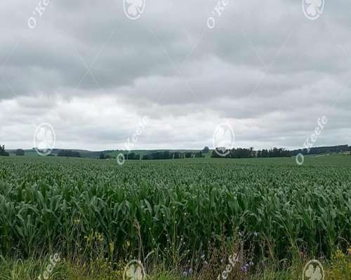 Campo en Venta 178 Has en Loberia