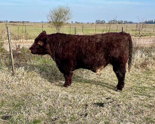 Toro Shorthorn Puro Controlado