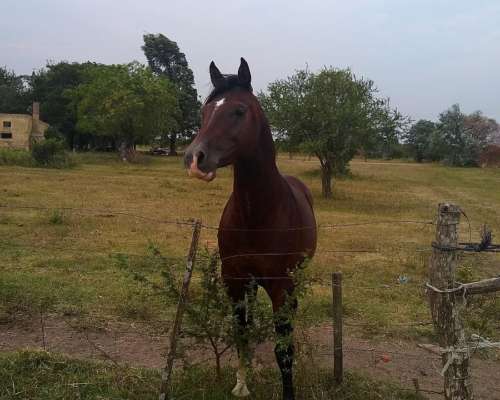 Arriendo 170 Has de Monte