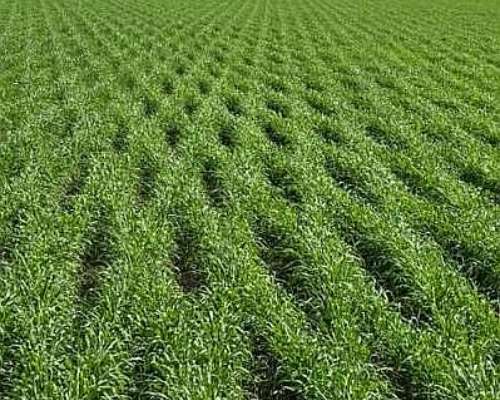 Venta Campo Agricola Ganadero.